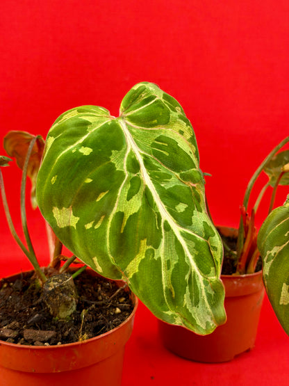 Philodendron Gloriosum ‘Snow Leopard’
