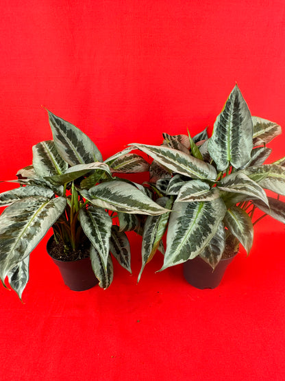 Schismatoglottis motleyana
