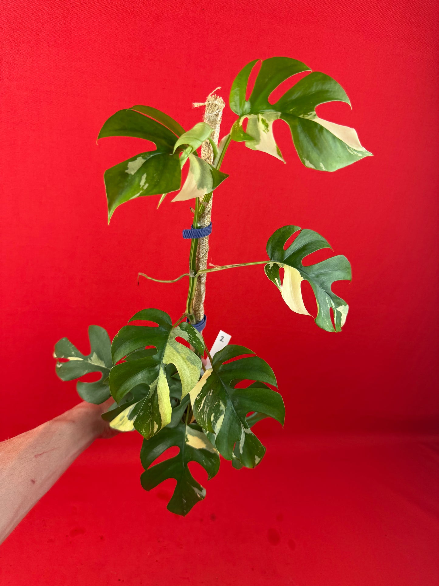 Raphidophora tetrasperma Variegata - LUplnts