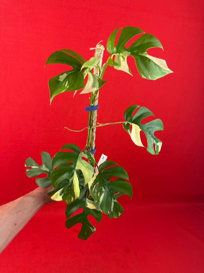 Raphidophora tetrasperma Variegata - LUplnts