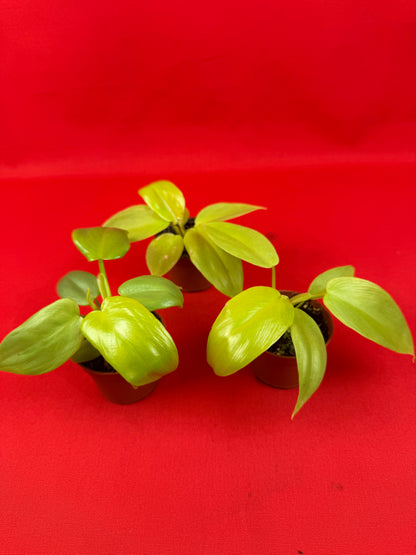 Philodendron 'Ceylon Gold' (s) - LUplnts