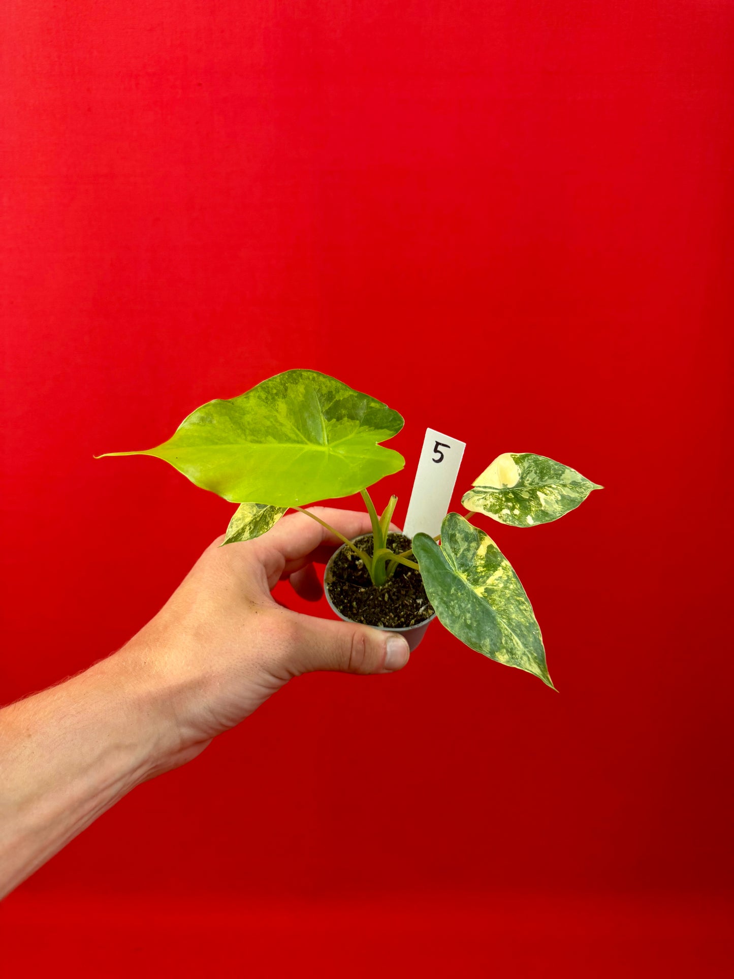 Alocasia macrorrhizos 'Aurea Variegata' (s)