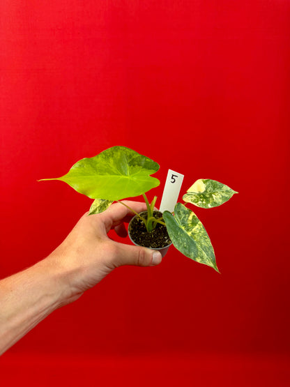 Alocasia macrorrhizos 'Aurea Variegata' (s)