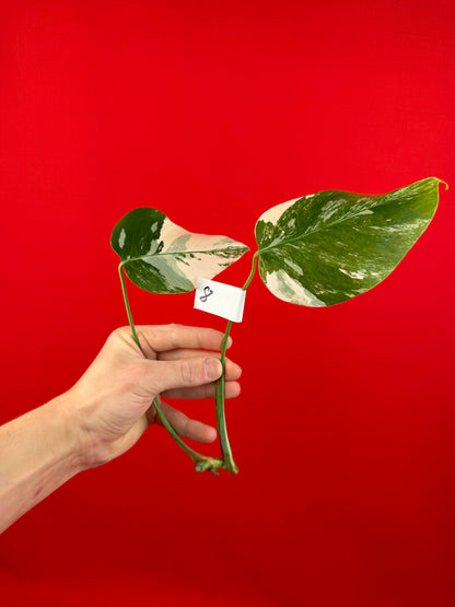 Monstera Deliciosa Variegata (cutting) - LUplnts