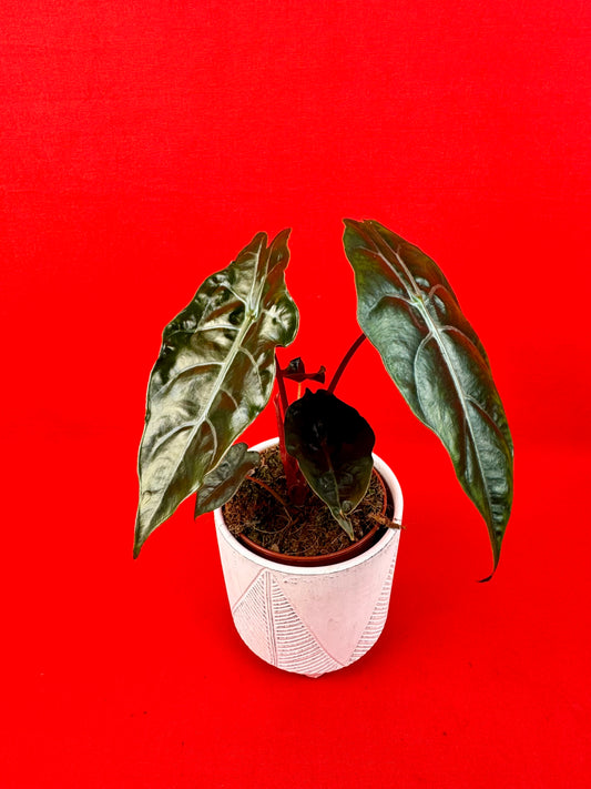 Alocasia chantrieri