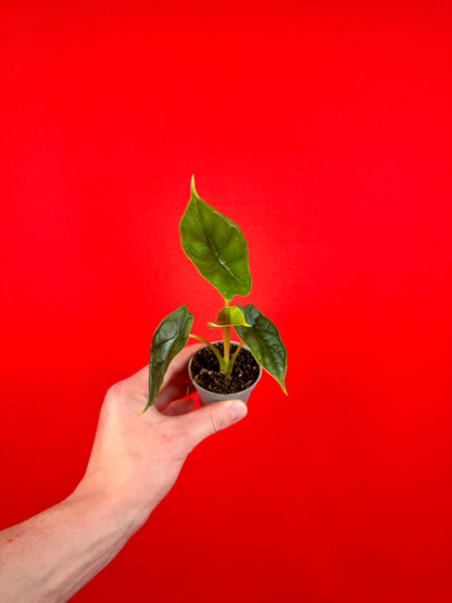 Alocasia Bundle (s)