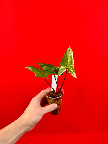 Syngonium Variegata (s)
