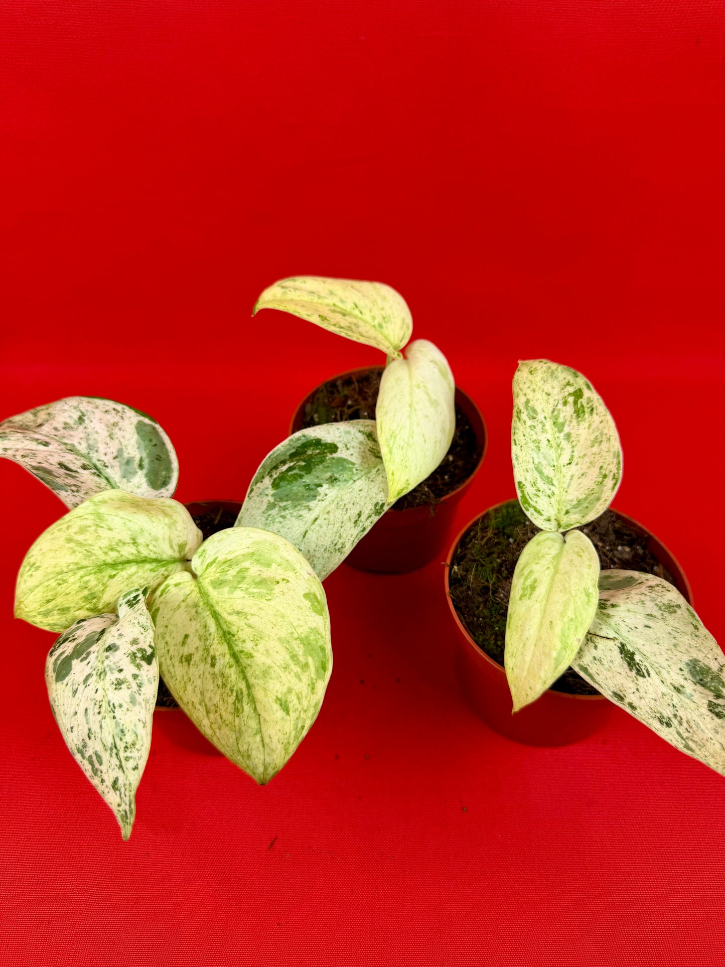 Scindapsus ‘Jade Satin Marble‘