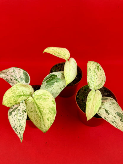 Scindapsus ‘Jade Satin Marble‘