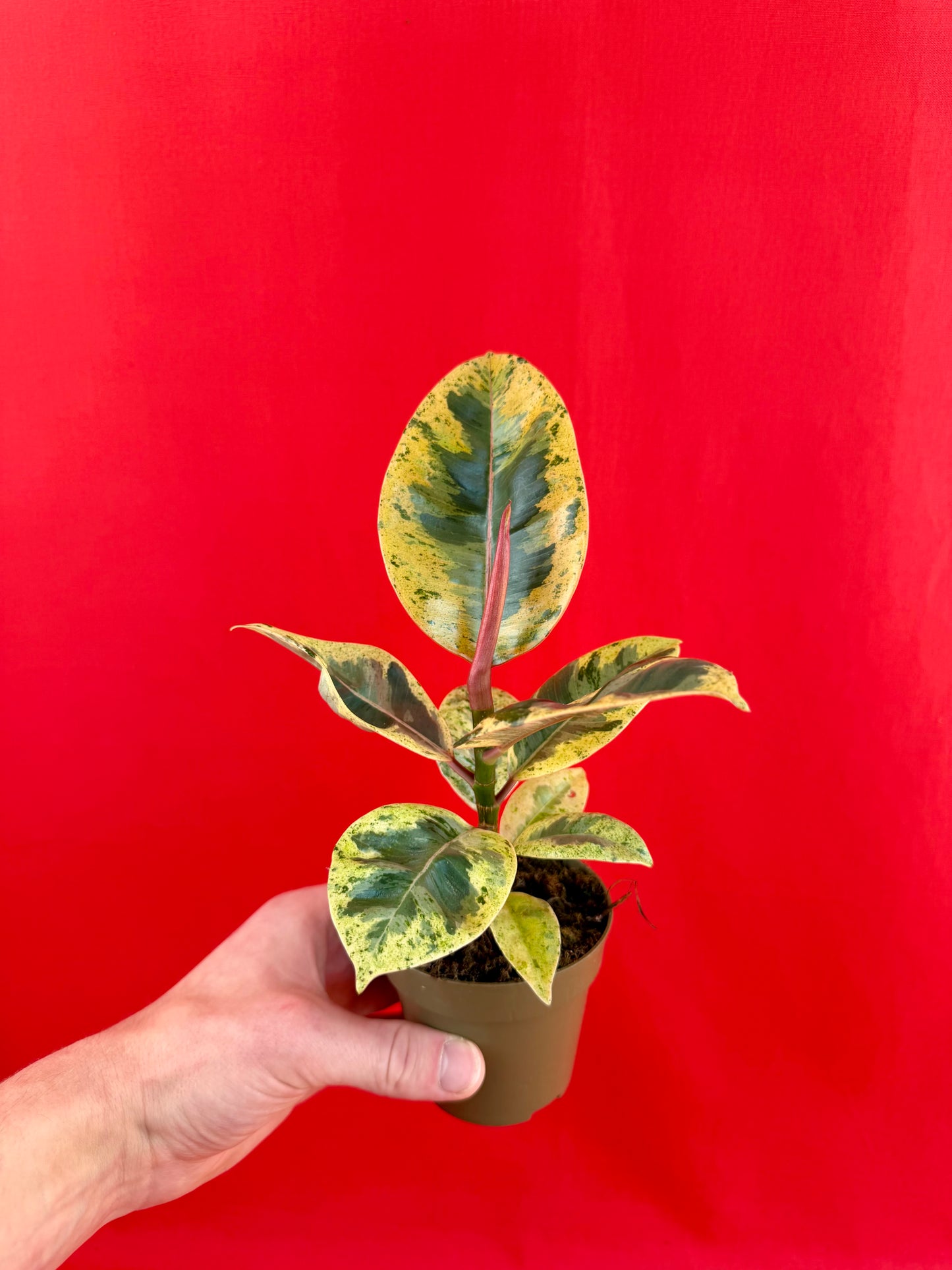 Ficus elastica Shivereana - LUplnts