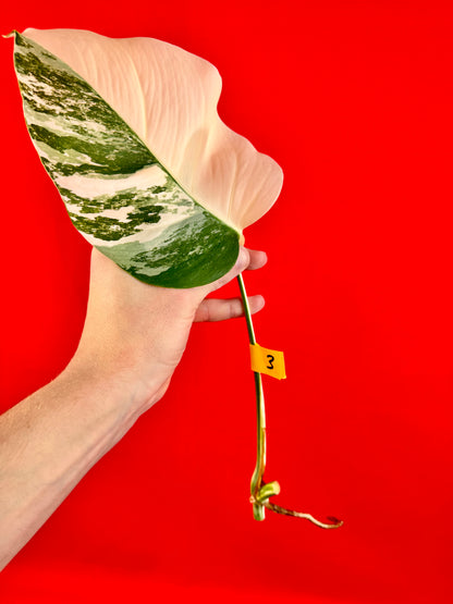 Monstera Deliciosa Variegata (cutting)