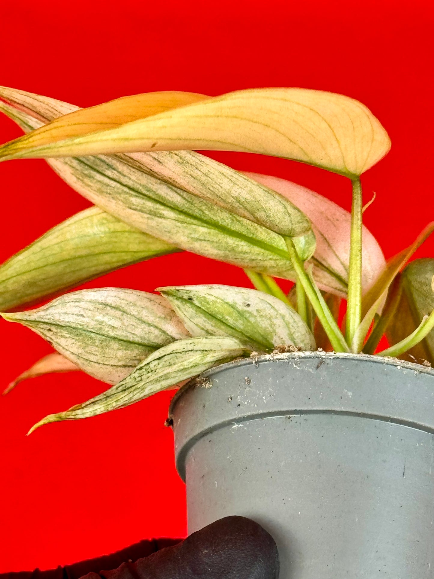 Philodendron Florida Ghost (s)