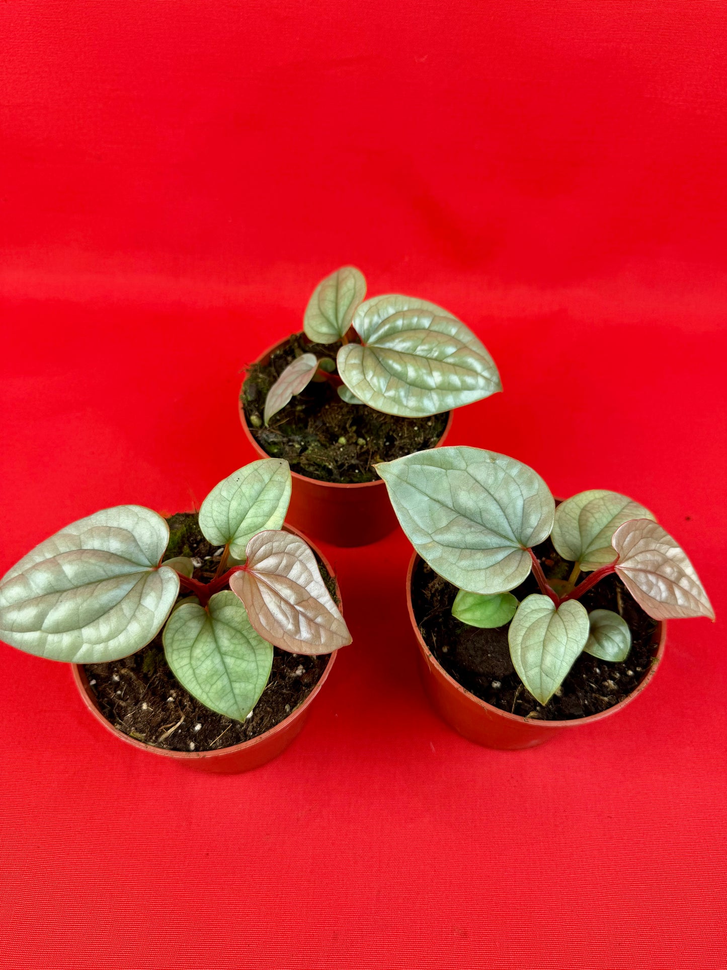 Anthurium Luxurians