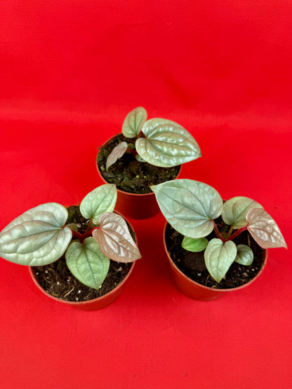 Anthurium Luxurians