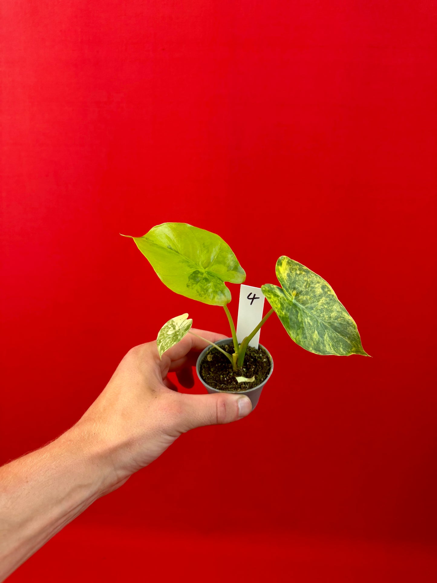 Alocasia macrorrhizos 'Aurea Variegata' (s)