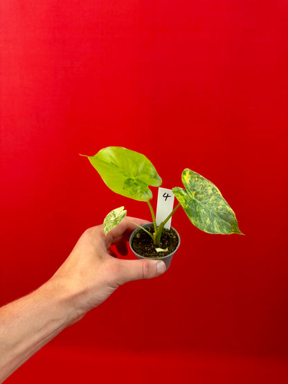 Alocasia macrorrhizos 'Aurea Variegata' (s)