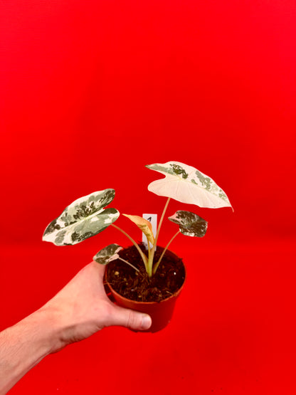 Alocasia micholitziana Frydek Variegata