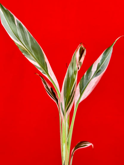 Musa Florida Variegata
