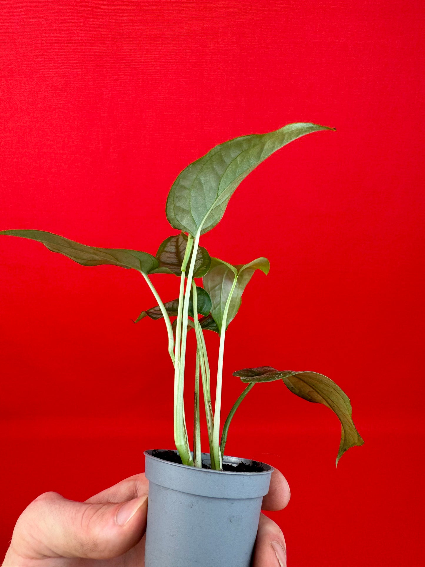 Monstera siltepecana (s) - LUplnts