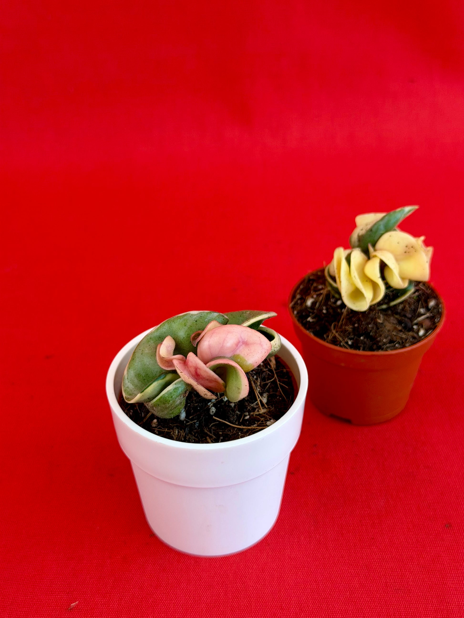 Hoya Carnosa ‚Compacta Variegata‘ (s) - LUplnts