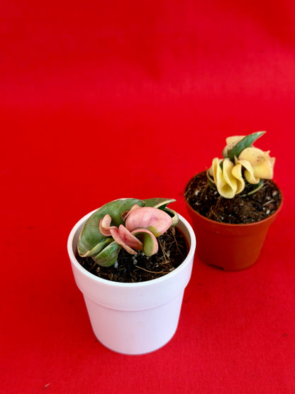 Hoya Carnosa ‚Compacta Variegata‘ (s) - LUplnts