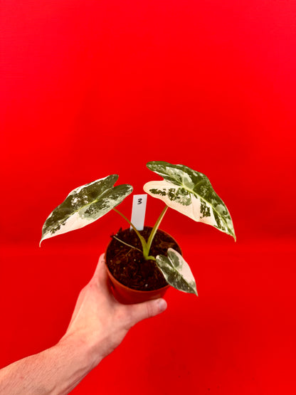 Alocasia micholitziana Frydek Variegata