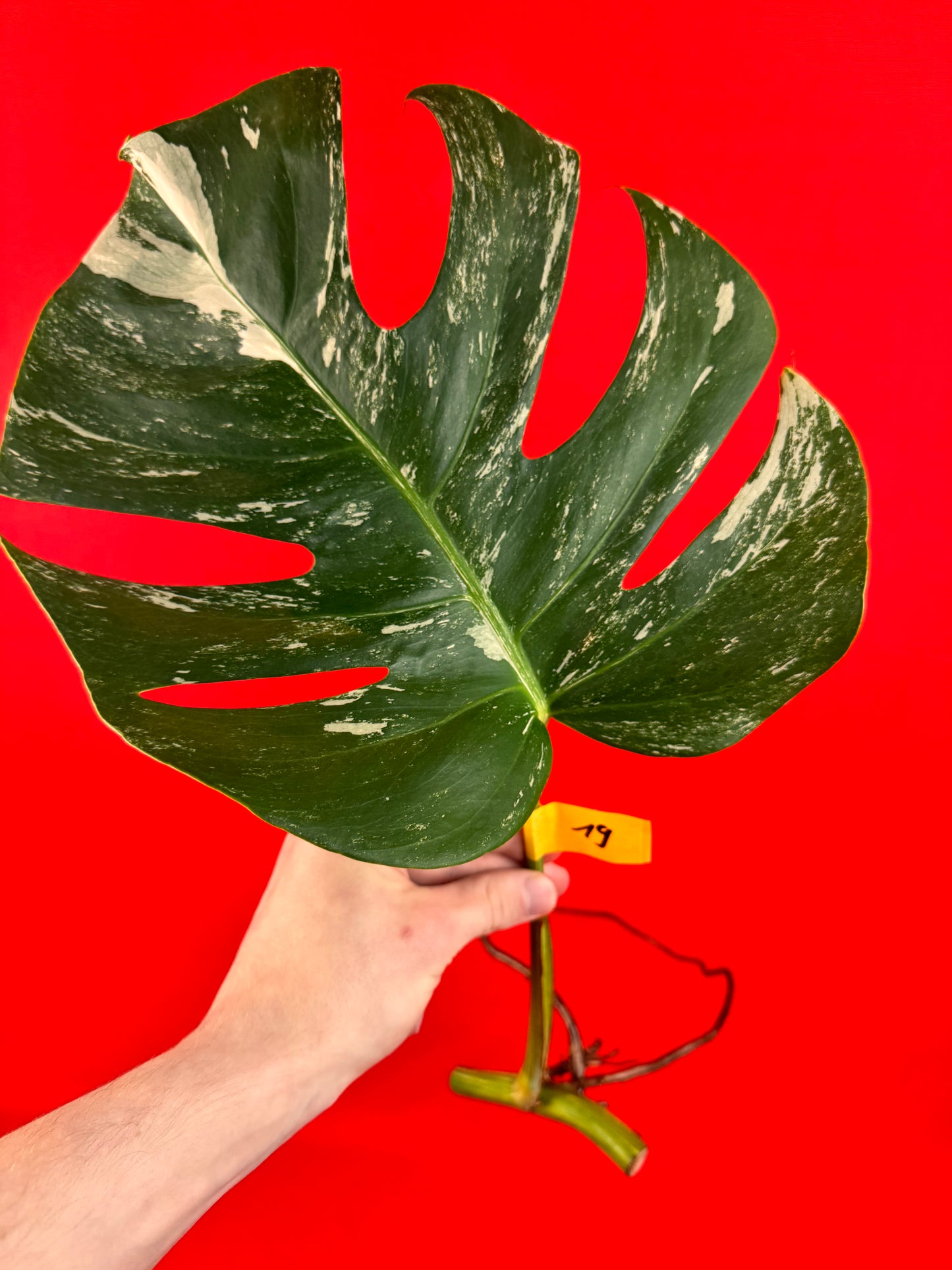 Monstera Deliciosa Variegata (bouture)