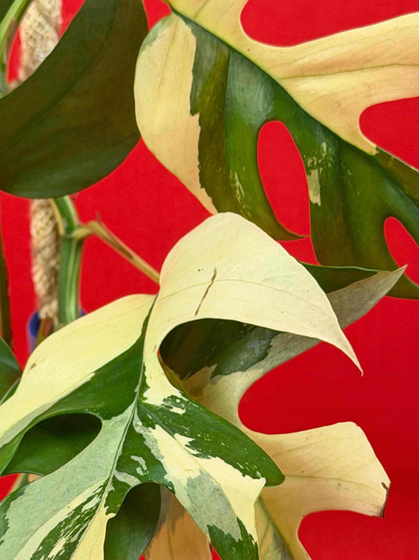 Raphidophora tetrasperma Variegata - LUplnts