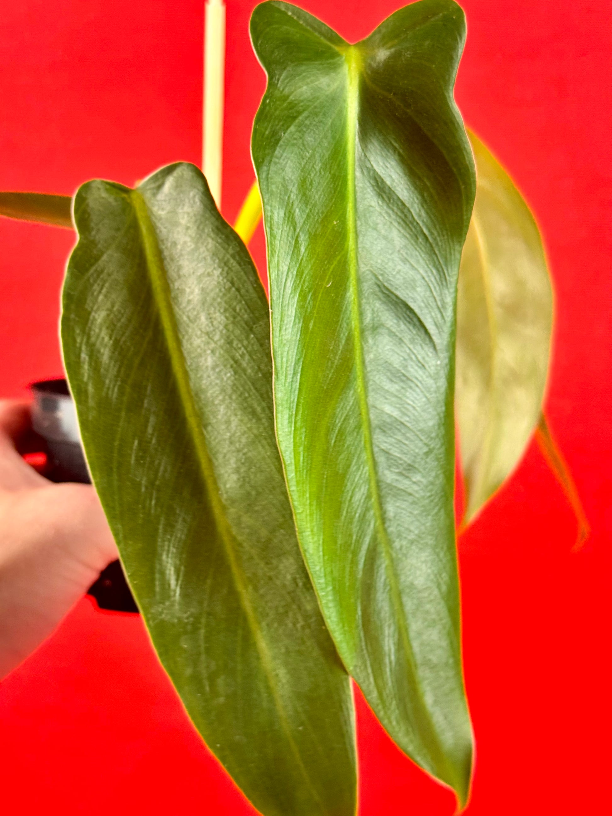 Philodendron Spiritus-Sancti - LUplnts