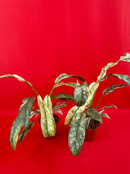 Raphidophora puberula Variegata