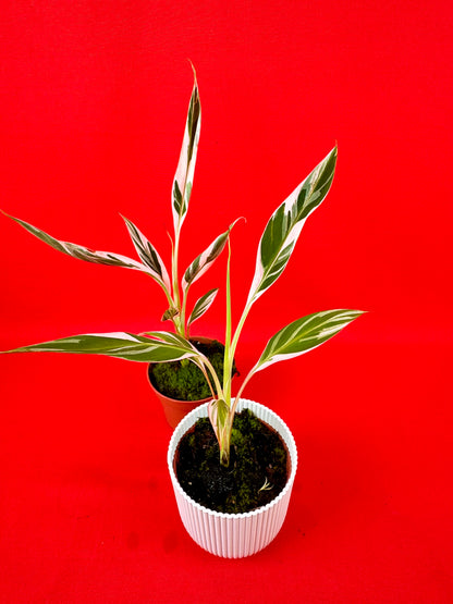 Musa Florida Variegata