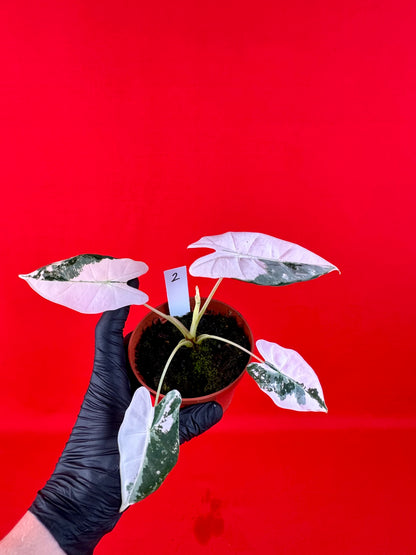 Alocasia micholitziana Frydek Variegata