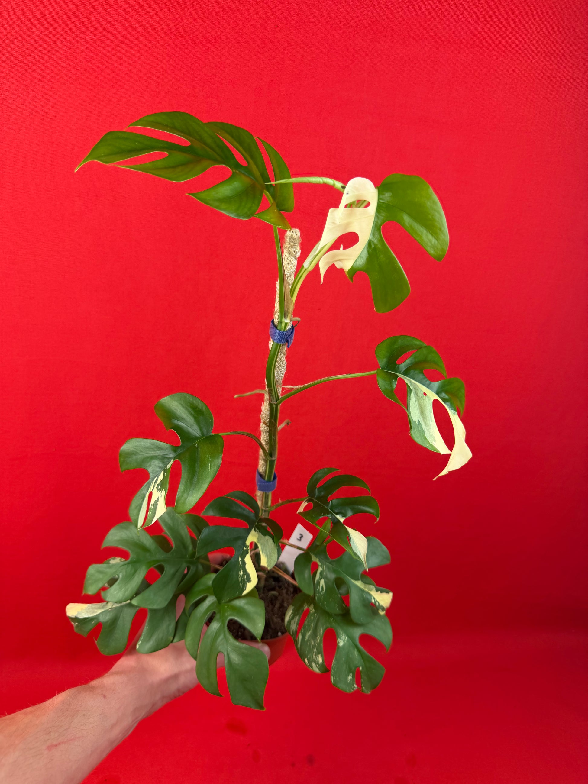 Raphidophora tetrasperma Variegata - LUplnts