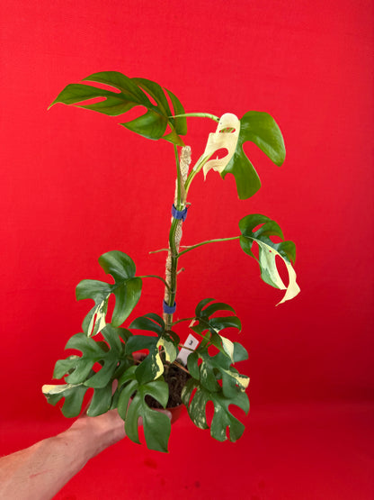 Raphidophora tetrasperma Variegata - LUplnts