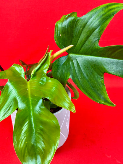 Philodendron Florida Green