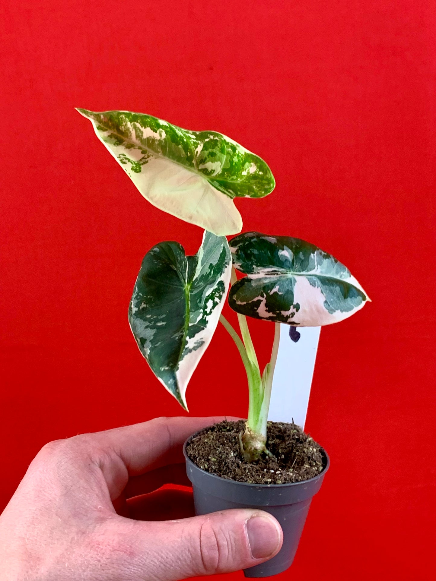Alocasia micholitziana 'Frydek Variegata' (s) - LUplnts