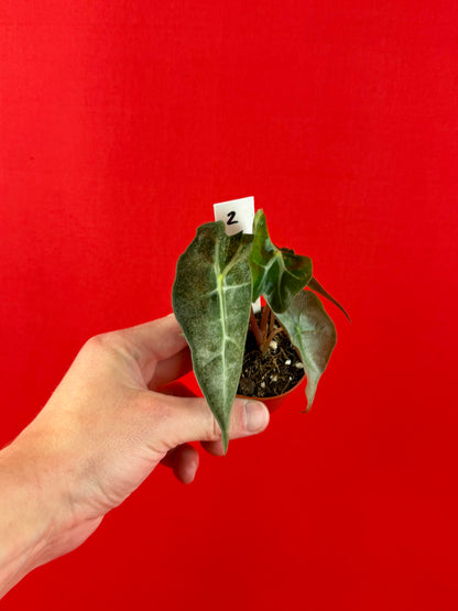 Alocasia Polly Variegata (s)