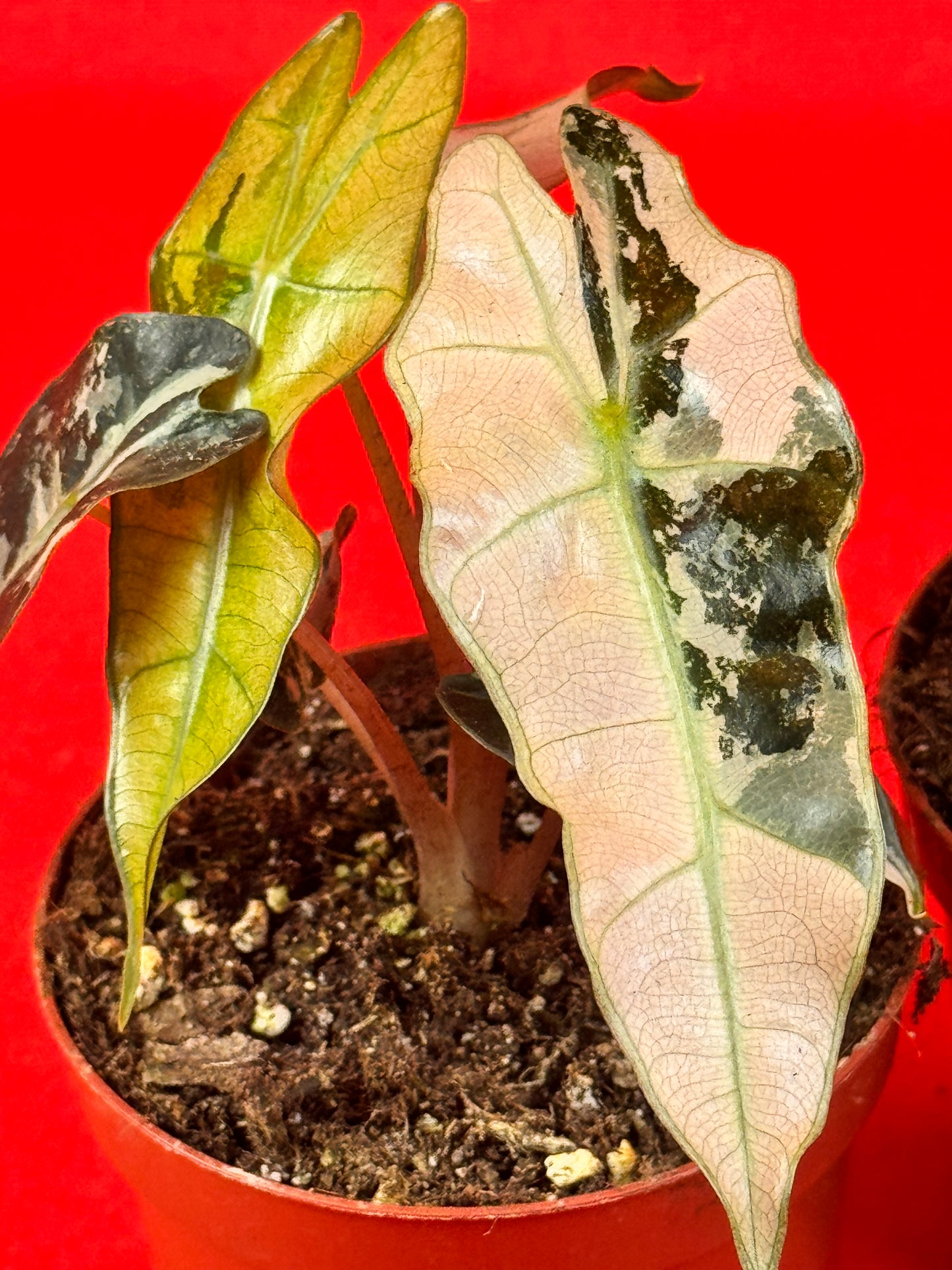 Alocasia Polly variegata