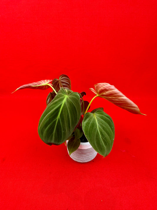 Philodendron El Choco Red (s) - LUplnts