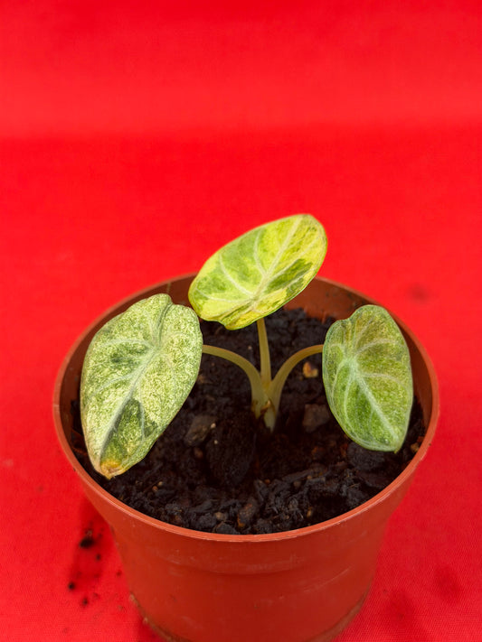 Alocasia Ninja Aurea Variegata - LUplnts