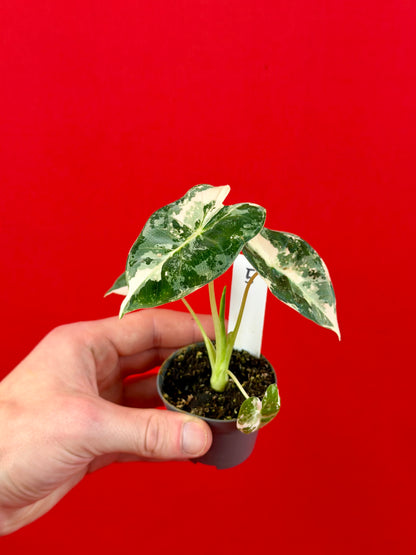 Alocasia micholitziana 'Frydek Variegata' (s)
