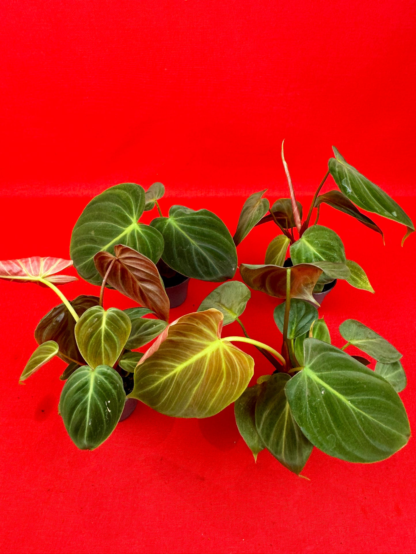 Philodendron El Choco Red (s) - LUplnts