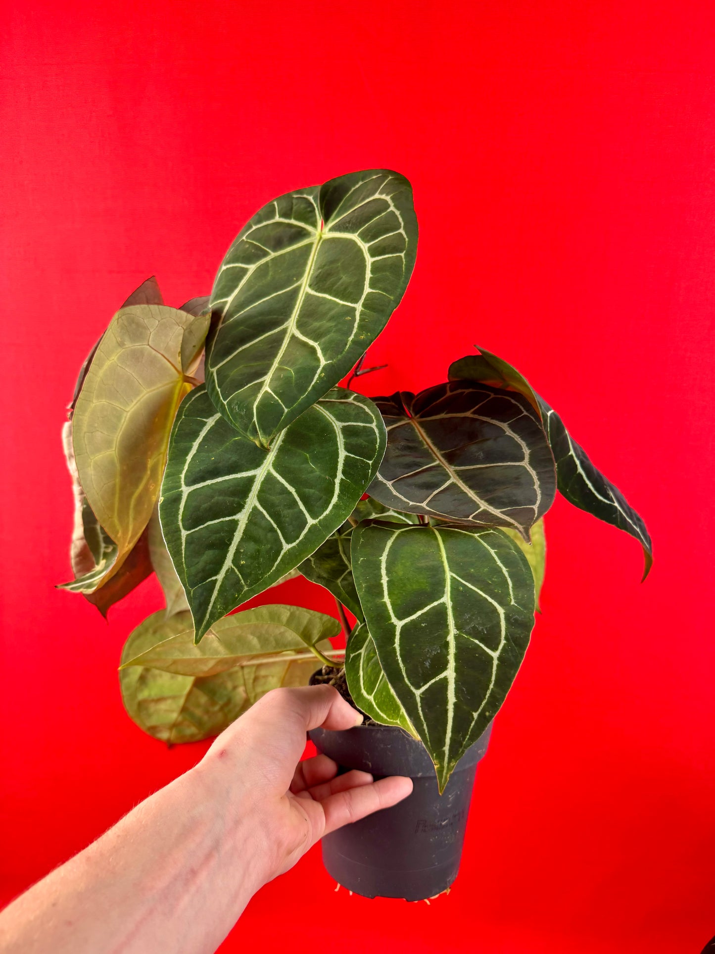Anthurium Crystallinum XL