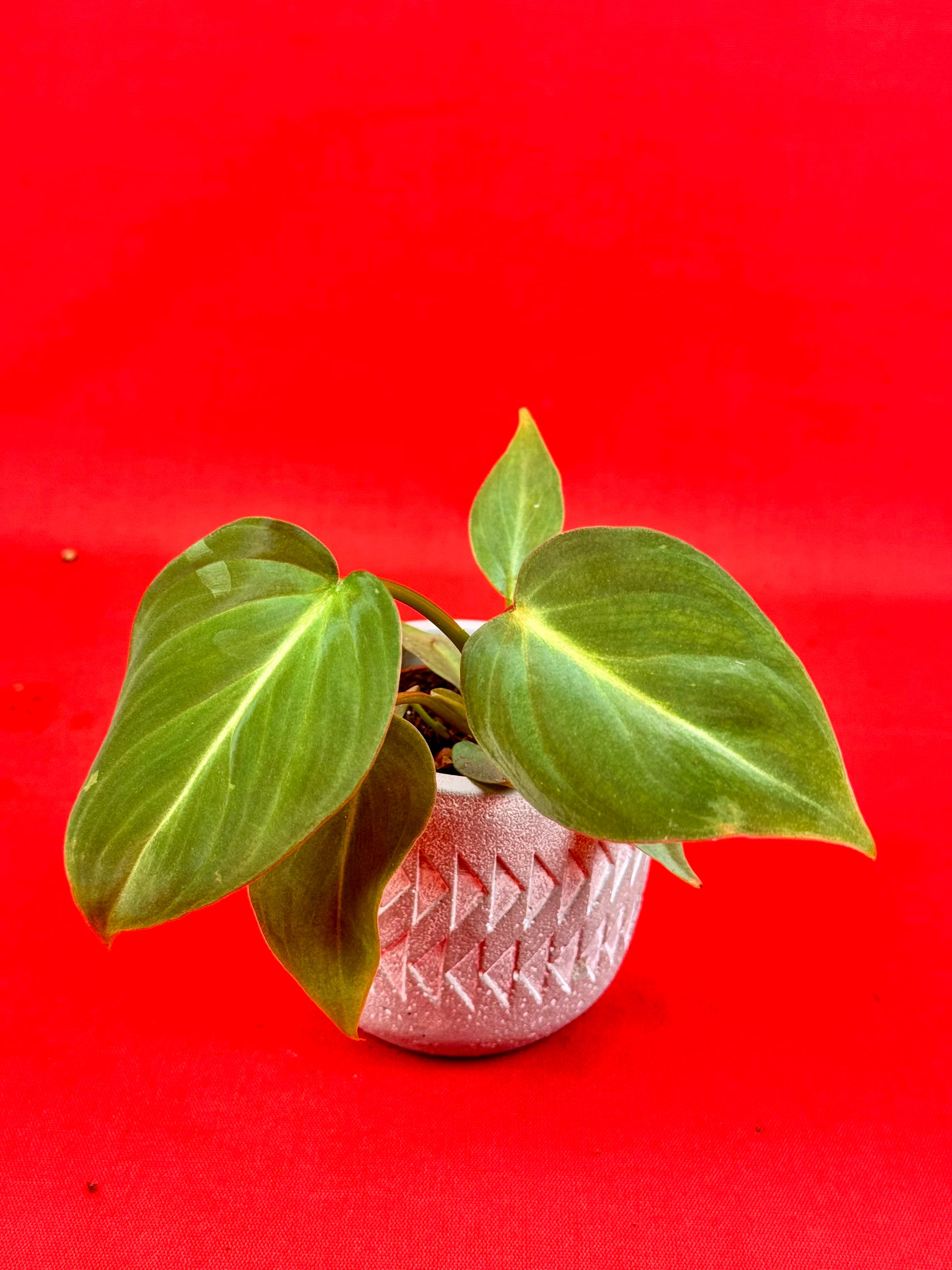 Philodendron Gloriosum ‘Verde’ (s) - LUplnts