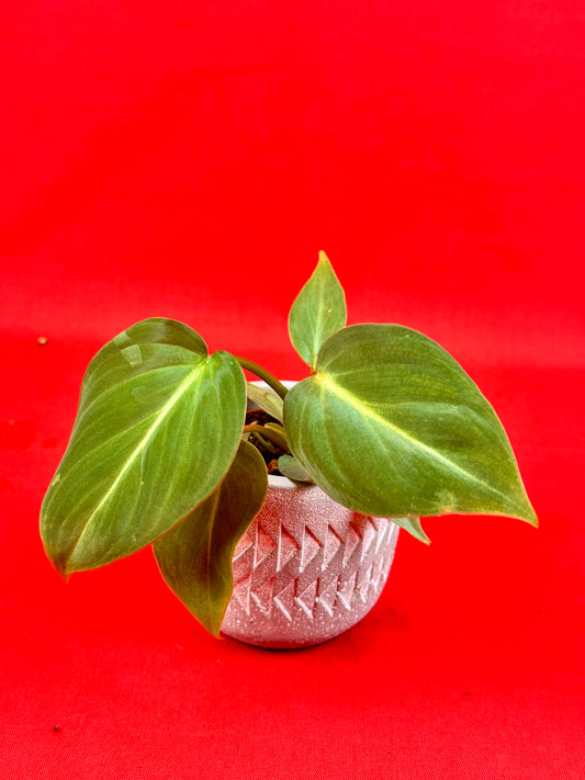 Philodendron Gloriosum ‘Verde’ (s) - LUplnts