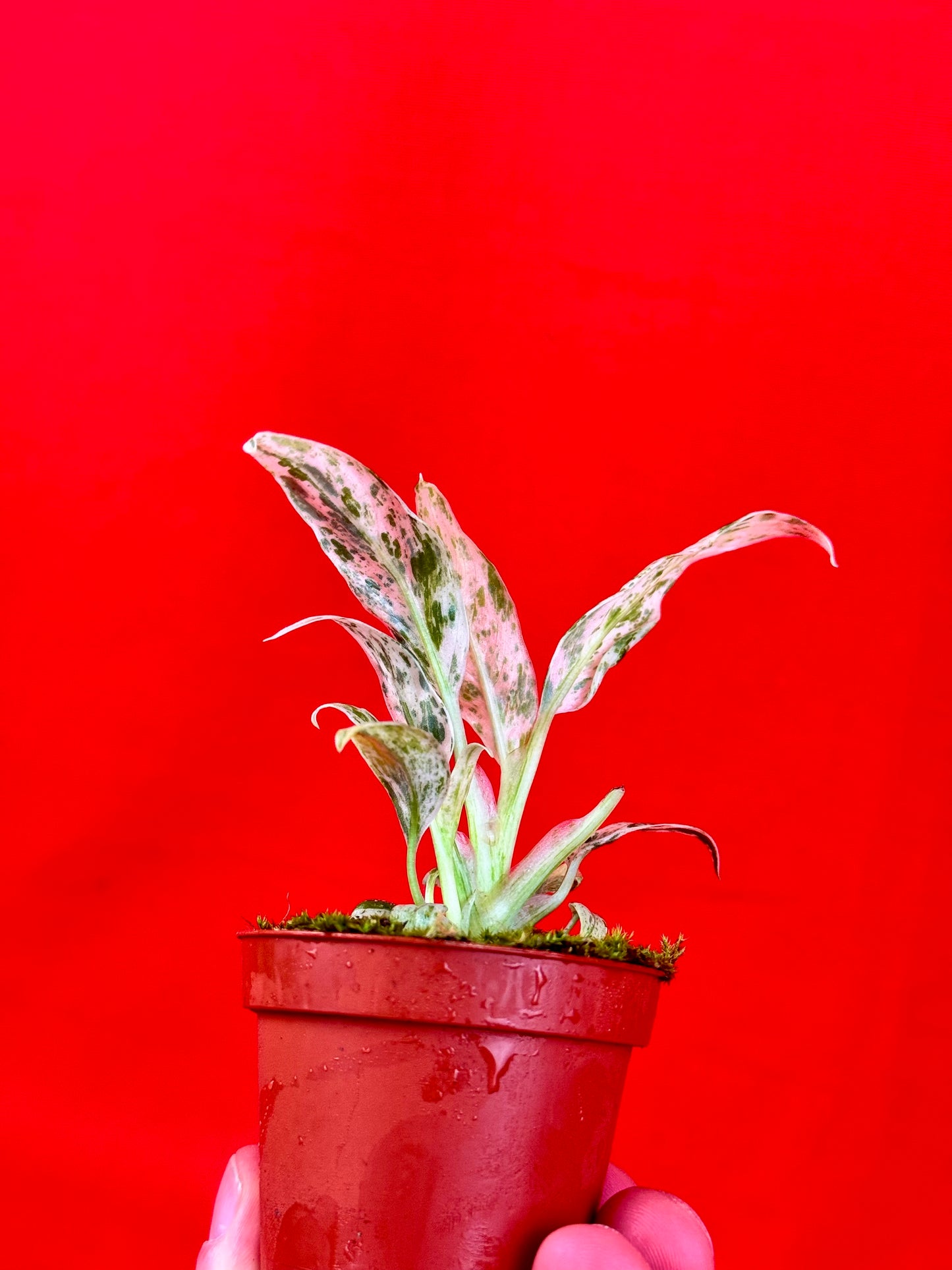Raphidophora puberula ‘variegata’ (s) - LUplnts