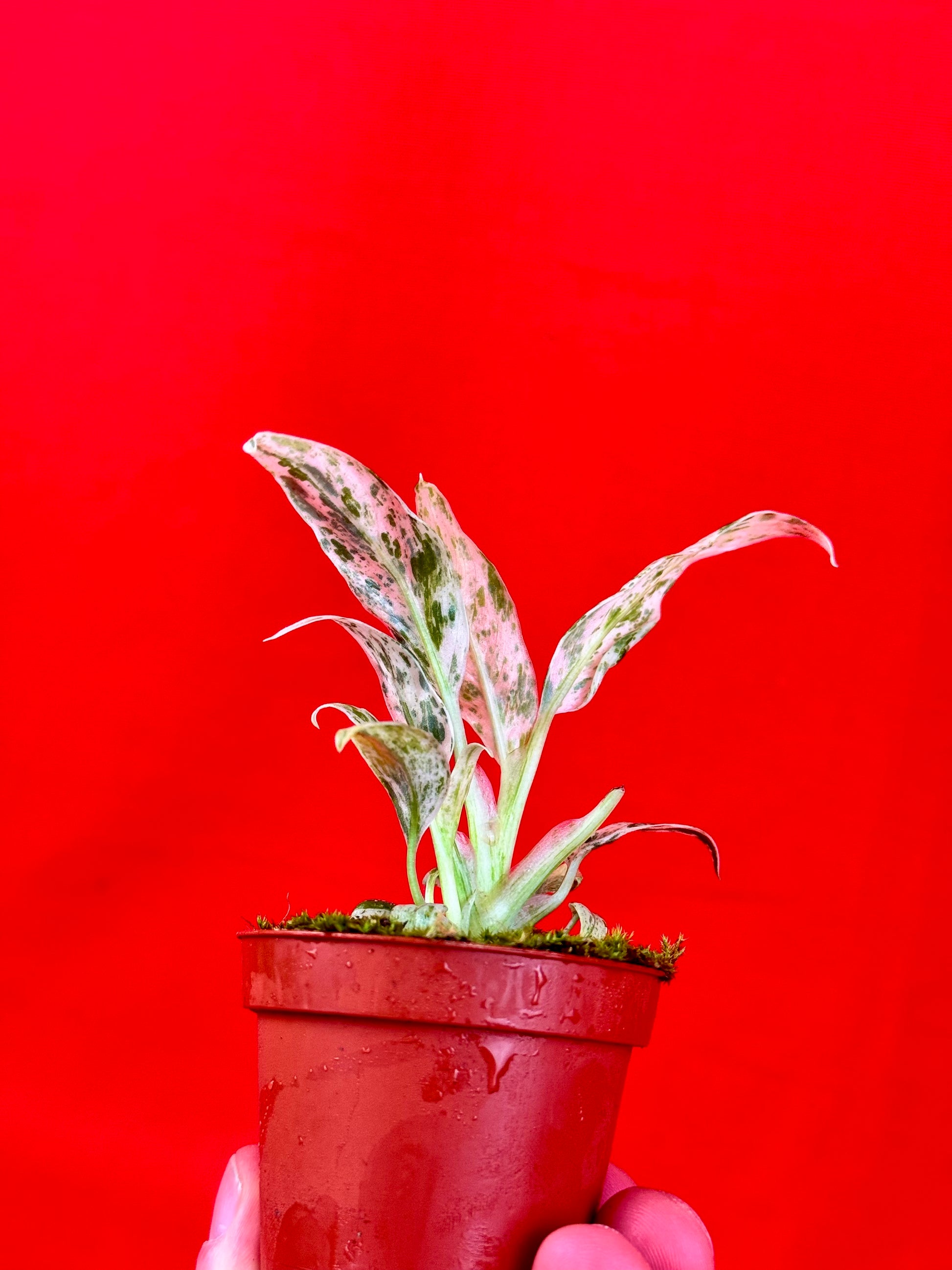 Raphidophora puberula ‘variegata’ (s) - LUplnts