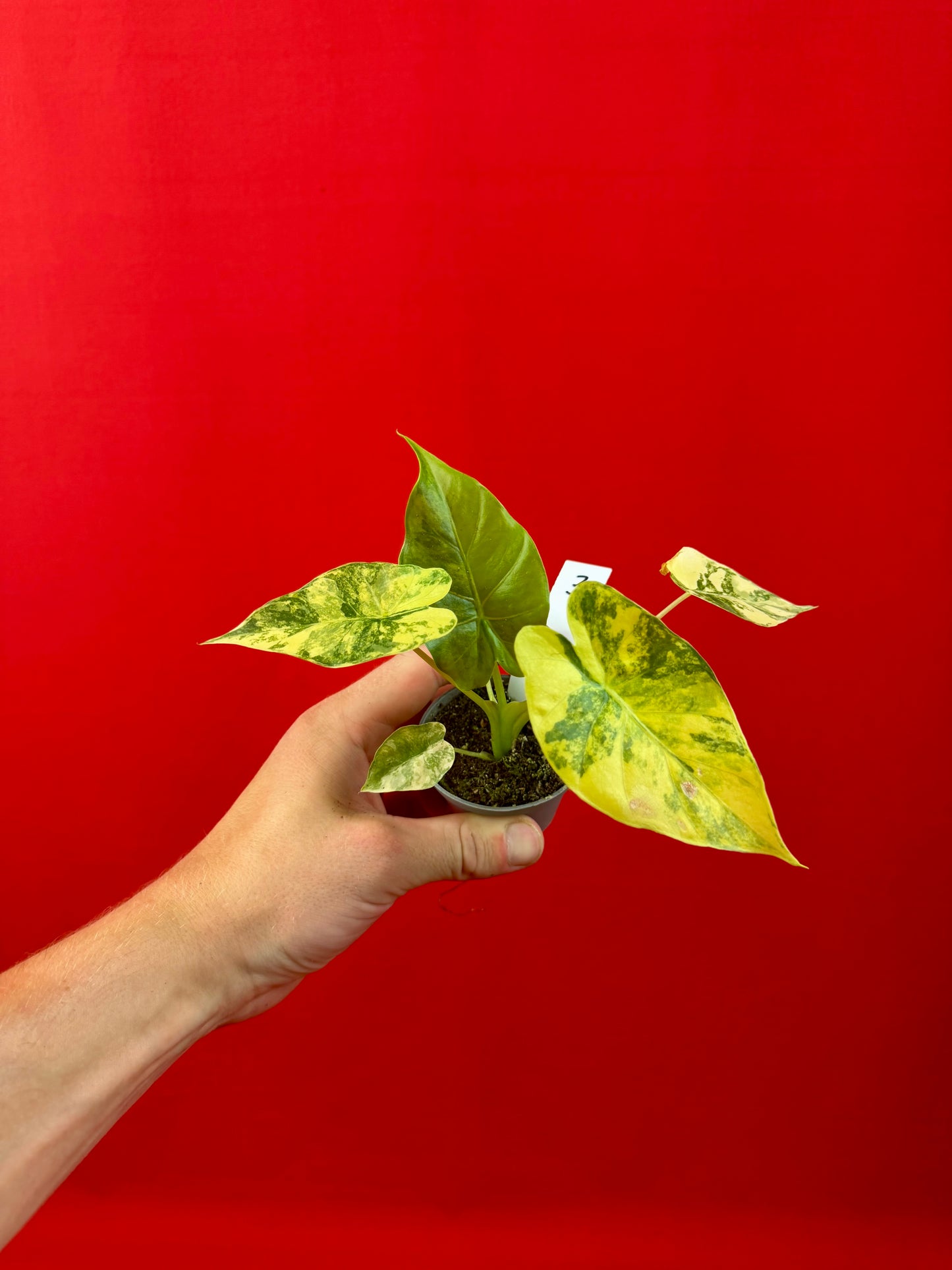 Alocasia macrorrhizos 'Aurea Variegata' (s)