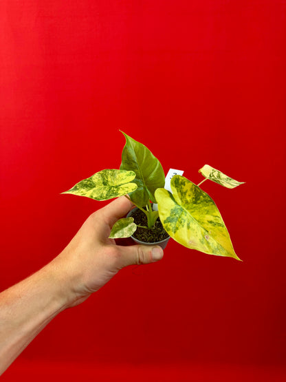 Alocasia macrorrhizos 'Aurea Variegata' (s)
