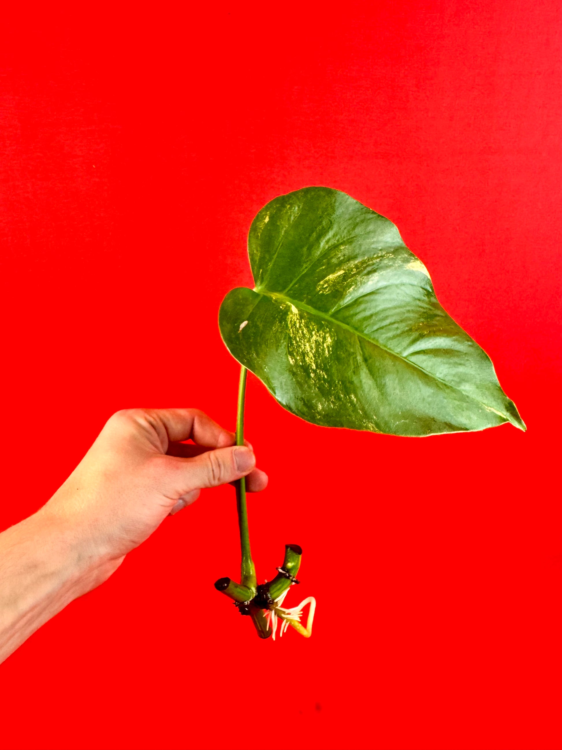 Monstera Deliciosa Aurea (cutting) - LUplnts